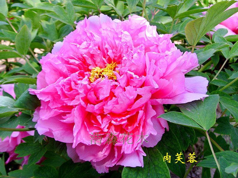 肉芙蓉