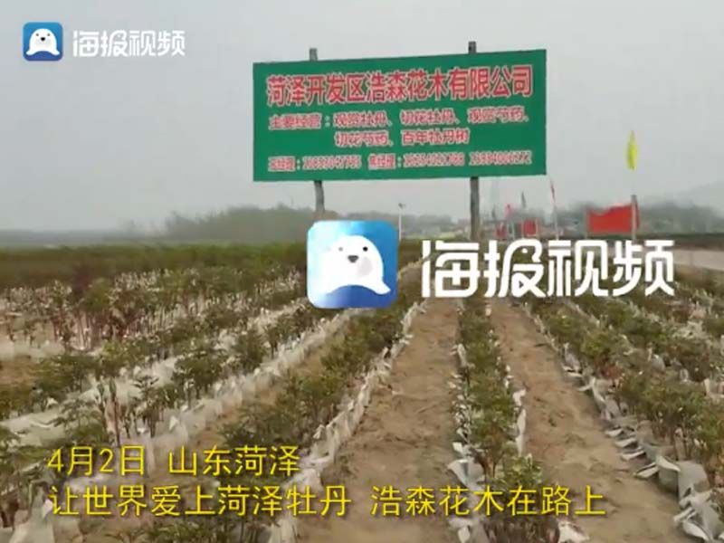 市牡丹產(chǎn)業(yè)中心、市宣傳部的領(lǐng)導(dǎo)及各大媒體來公司基地考察指導(dǎo)工作